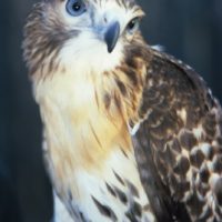 Alabama Wildlife Center